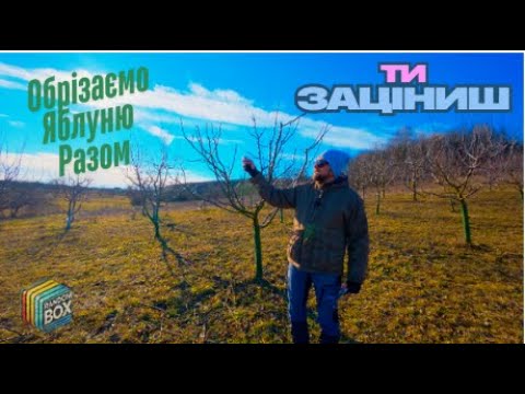 Видео: Обрізка Яблуні: Легко та Зрозуміло / Поради з Обрізки Яблуні для Початківців