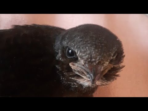 Видео: #Птенец #стрижа.🤗🐣