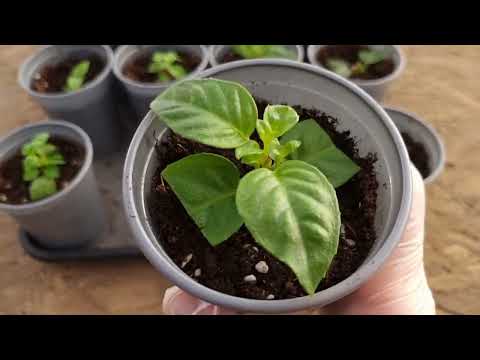 Видео: Обзор теплицы с цветами, немного внёс изменений в конструктив теплицы, цветы очень стали довольны.