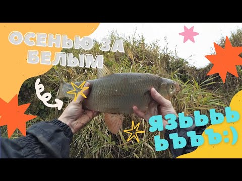 Видео: Рыбалочка в сентябре. Днепр. БЕЛАРУСЬ