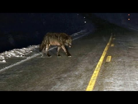 Видео: Удивительные Моменты с Волками, снятые на камеру!