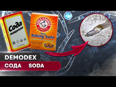 Видео: 🐜 5 клещей против соды – кто выживет? Эксперимент под микроскопом! 🔬 # 2