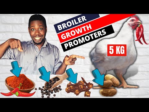 Видео: Мои 4 проверенных стимулятора роста бройлеров — стимулятор роста для птицы