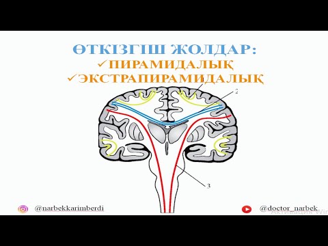 Видео: ОЖЖ. ӨТКІЗГІШТІК ЖОЛДАР | ПИРАМИДАЛЫҚ ЖӘНЕ ЭКСТРАПИРАМИДАЛЫҚ ЖОЛДАР