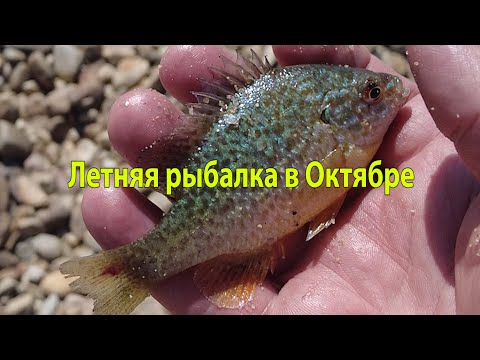 Видео: Супер рыбалка в Португалии