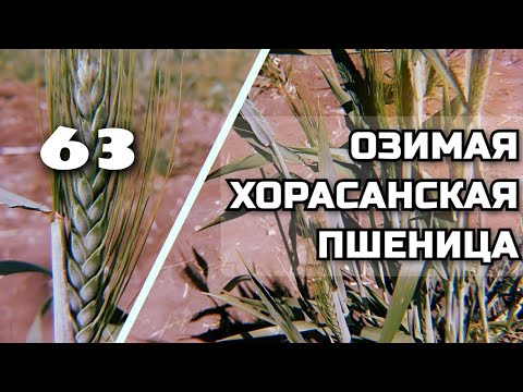 Видео: Пшеница будущего (часть 1)