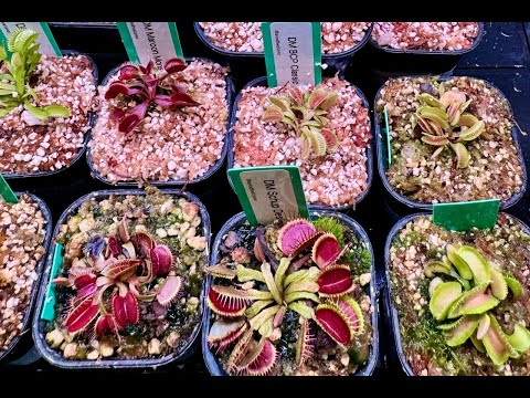 Видео: Растения-хищники на выставке FLOII в Джакарте, Индонезия. Октябрь 2025