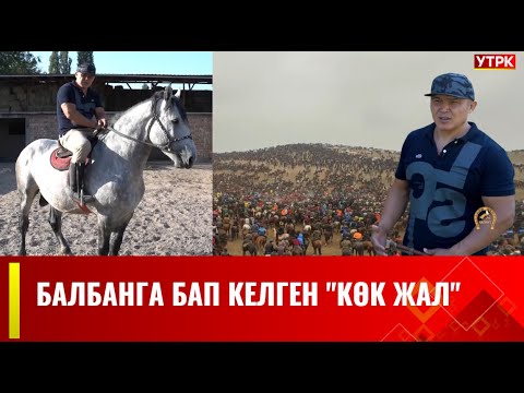 Видео: Жаңы долбоор! Тулпар таптаган Бауш балбан // "ТУЛПАР" көрсөтүүсү