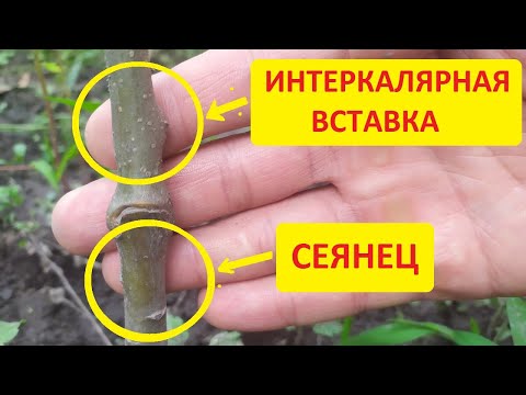 Видео: Интеркалярная вставка - что это такое или как вырастить карликовую яблоню на подвое сеянце