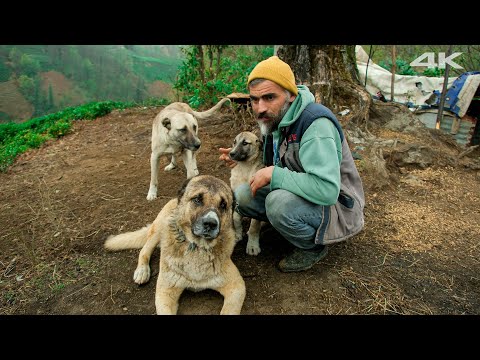 Видео: Жизнь семьи пастухов: Наследие гор | Документальный фильм