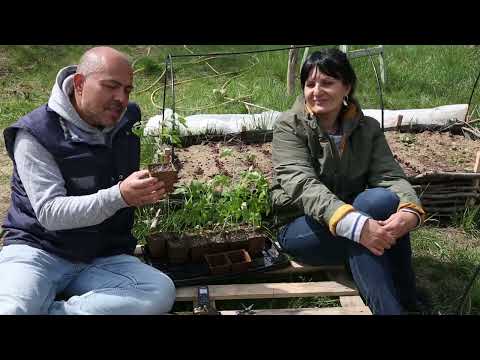 Видео: Как использовать торфяные горшочки для рассады томатов. Полезные советы садоводу.