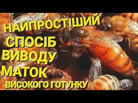 Видео: Найпростіший та найнадійнішиий спосіб виводу маток вищого готунку. #пчеловодствов6тирамочныхульях