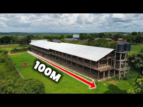 Видео: САМЫЙ ЭФФЕКТИВНЫЙ курятник, который я когда-либо строил!