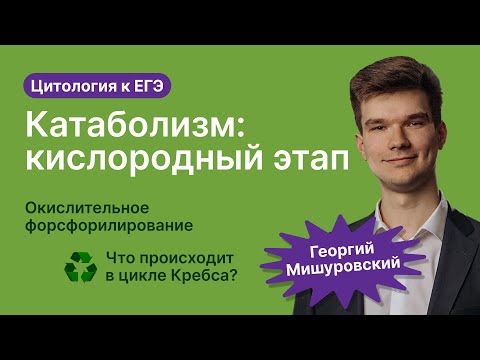 Видео: 2.48. Катаболизм: кислородный этап | Цитология к ЕГЭ | Георгий Мишуровский