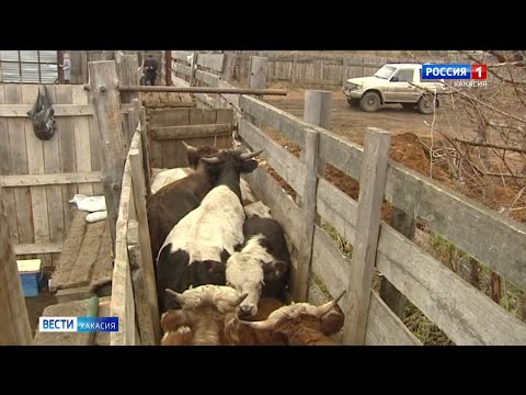 Видео: В Алтайский район могли завезти заражённых животных.