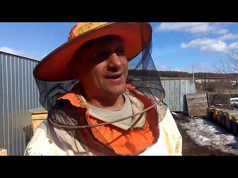 Видео: ВЕСЕННЯЯ  РЕВИЗИЯ СЕМЬИ (1) Секреты начинающим пчеловодам от А до Я