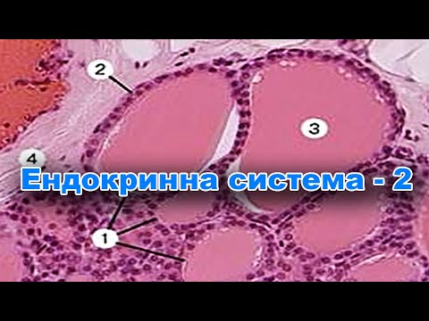 Видео: video  Ендокринна система 2