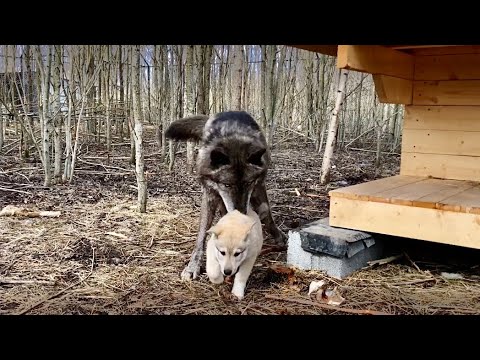 Видео: Альфа Волк принял в стаю малыша.  Акела терпит выходки щенка волэнда. Собрал немного шерсти.