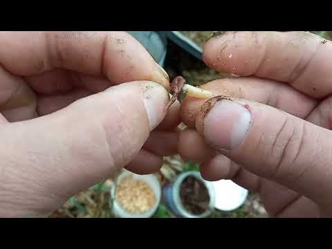 Видео: Знакомство с рекой Птичь/рыбалка на фидер/поиск рыбы в диких местах!