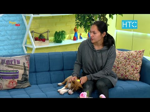 Видео: Миниатюрный бультерьер: характер породы, кормление, уход / УтроLive / НТС