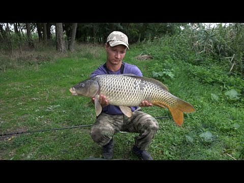 Видео: РЫБАЛКА НА КАРПА  ЛОВЛЯ НА ФЛЭТ ФИДЕР Flat Feeder