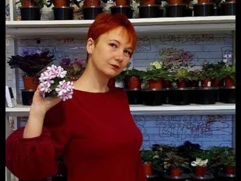 Видео: ДФ. Д.Лягина: опыт выращивания сенполий