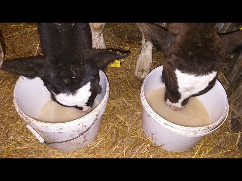 Видео: ДЛЯ БЫСТРОГО РОСТА БЫЧКОВ КОКТЕЙЛЬ /success in fattening bulls