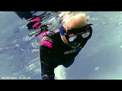 Видео: Снорклинг | Фауна / Риф | #4