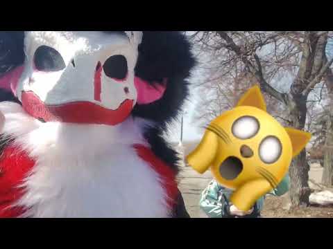 Видео: СХОДКА ФУРРИ РАПТОРОВ:D