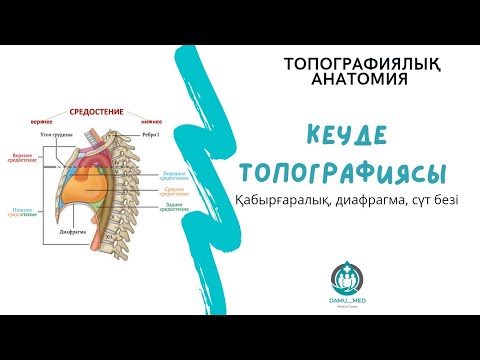 Видео: Топка/ Кеуде топографиясы/ Қабырға аралық, диафрагма, сүт безі