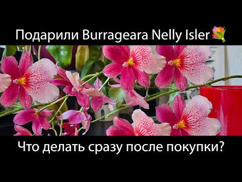 Видео: Пересадка Burrageara Nelly Isler после покупки - пошагово