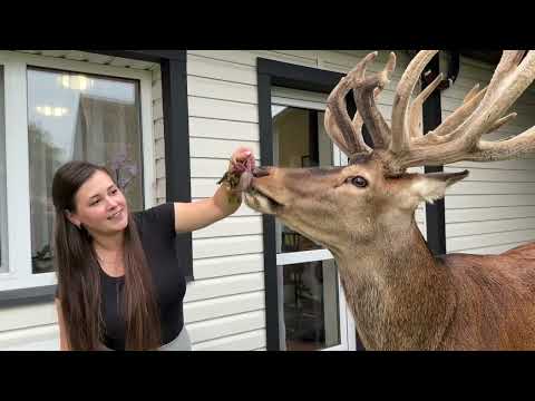 Видео: 27.0725 олень Борис. Гостинці від сусідів #irysik3076 #deer #animals #олень #оленьборис #оленьборя 