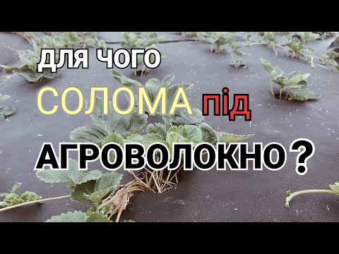 Видео: ТАКОГО ВИ ЩЕ НЕ БАЧИЛИ НА ЮТУБІ/Унікальний метод посадки полуниці на ЧОРНЕ АГРОВОЛОКНО