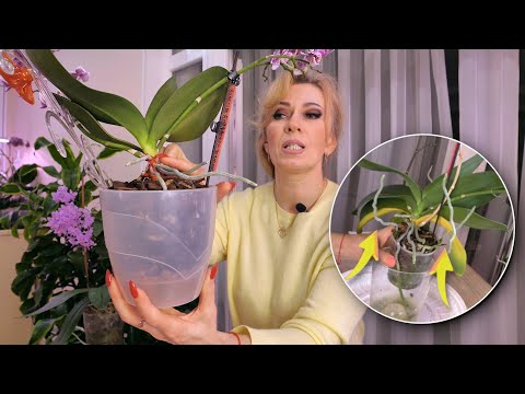 Видео: Как НЕ ПОТЕРЯТЬ КОРНИ у орхидеи и ОСТАНОВИТЬ ГНИЛЬ ствола./ Ваша ЛЮБИМИЦА бонусом.