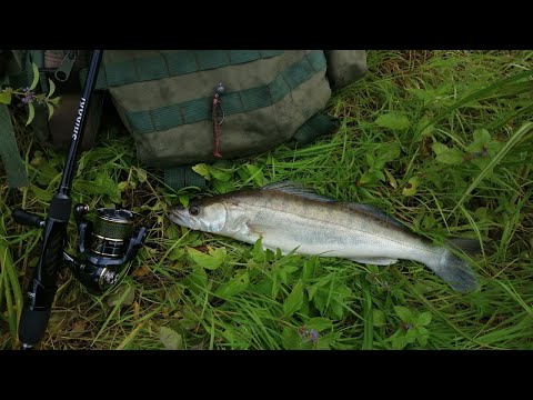 Видео: Эта приманка оказалась рабочей. Мой первый судак на спиннинг. Ловля щуки и судака на спиннинг.
