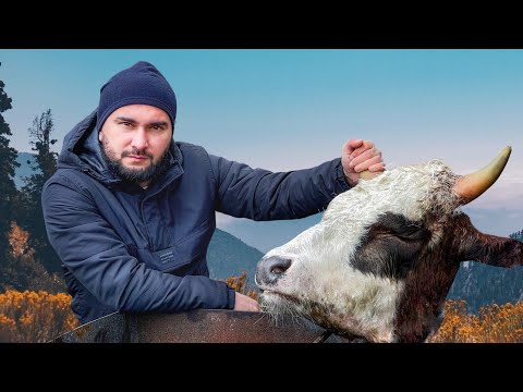 Видео: Говяжья голова приготовленная в яме