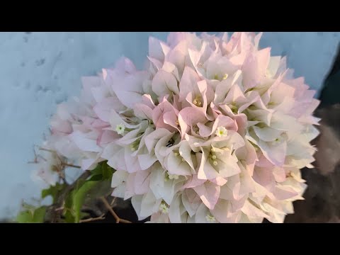 Видео: Уезжаю с дачи😕Что я сделала итог,🇬🇷