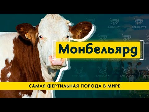 Видео: Монбельярд — лучшее молоко для изготовления сыров. Рацион, содержание и опыт выращивания породы