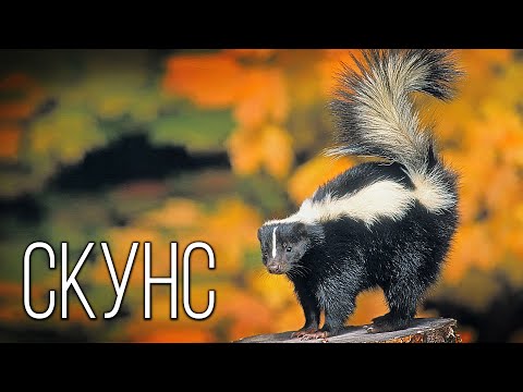 Видео: Скунс: Полосатый "парфюмер" | Интересные факты про скунса