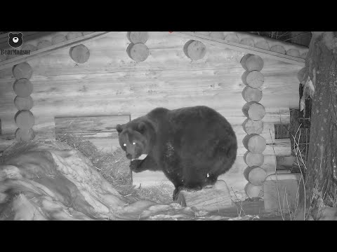 Видео: Сегодня я выбираю спать в домике🐻🏠