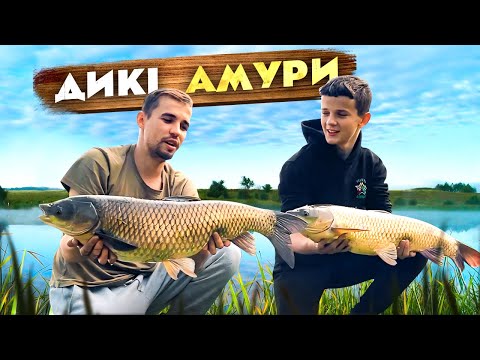 Видео: Ловля білого Амура на ДИКАРІ! На що клює Амур і як його зловити ?