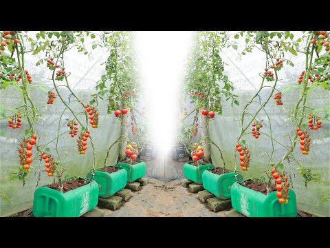 Видео: Выращивайте помидоры черри дома для смелого урожая