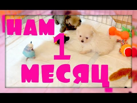 Видео: ЩЕНКАМ ОДИН МЕСЯЦ!!! ЩЕНКИ ШПИЦА!!!