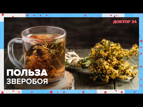 Видео: Чем полезен ЗВЕРОБОЙ? | Доктор 24