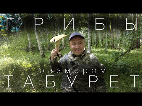 Видео: Собираем белые грибы и подосиновики. Тихая охота на Урале