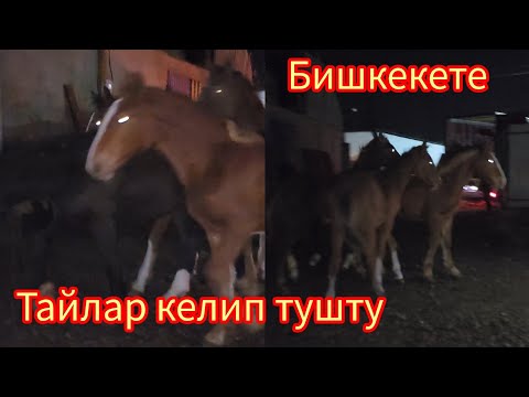 Видео: Абакан тайлар тушту тел:+996 778 438 804.