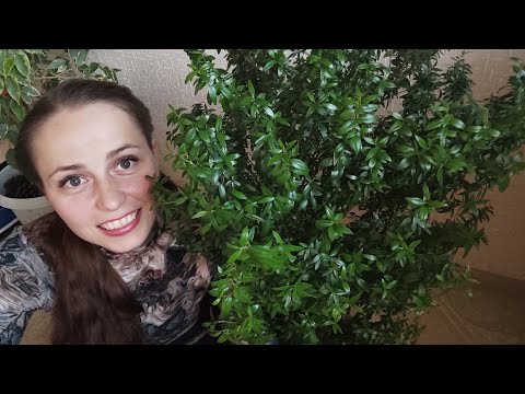 Видео: Мирт, Myrtus. Основные особенности и правила ухода.