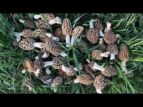 Видео: САМЫЕ УДИВИТЕЛЬНЫЕ ГРИБЫ! Грибной ген в действии. Сморчки 2025
