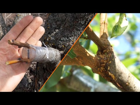 Видео: Прививка груши на боярышник весной. Результат к августу.