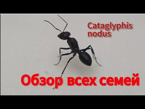 Видео: Обзор всех семей! Долгожданная рубрика вновь увидела свет!